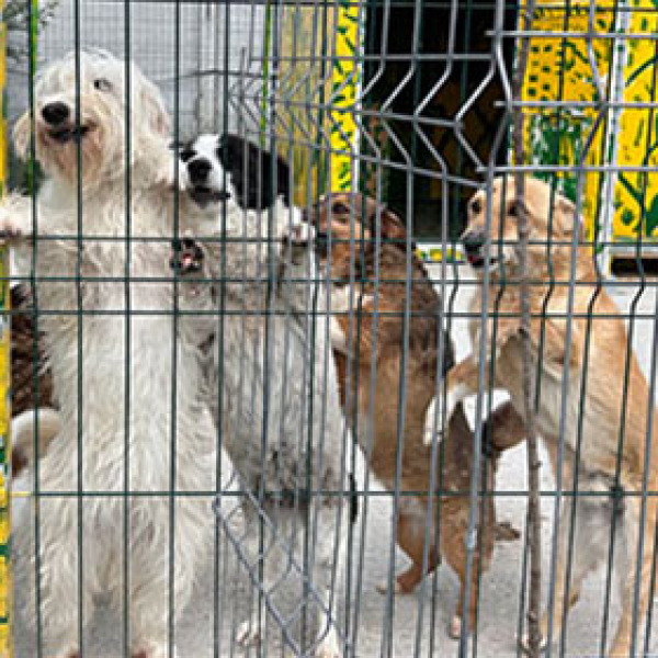 Asociatia protectia animalelor HOPE